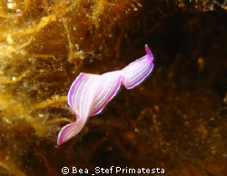 Very small flatworm (Protheceraus giesbrechtii), Saint-Fl... by Bea & Stef Primatesta 